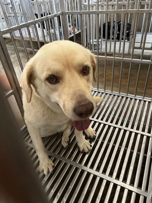 澎湖縣流浪動物收容中心,編號:302567, 混種犬          