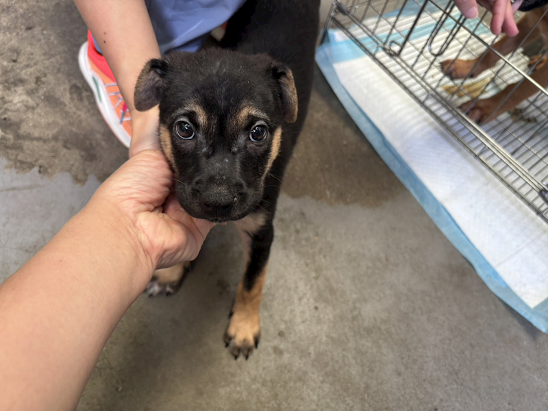 新北市五股區公立動物之家,編號:404796, 混種犬          