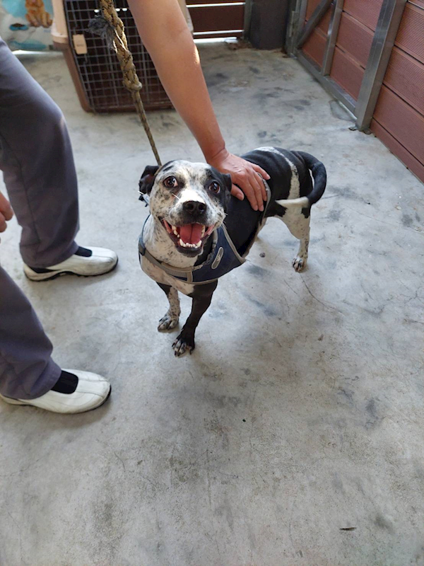 新北市五股區公立動物之家,編號:403594, 混種犬          