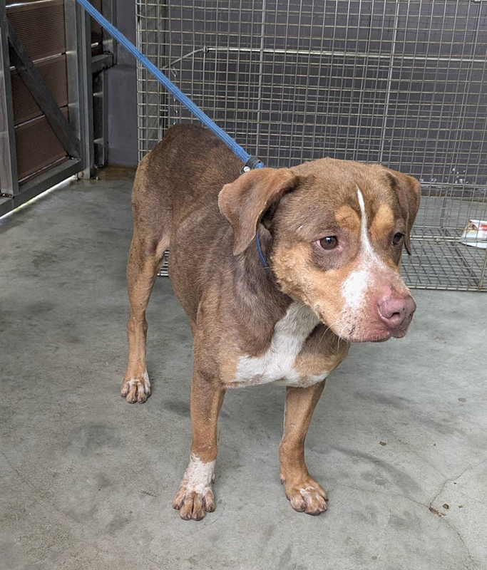 新北市五股區公立動物之家,編號:403485, 比特犬