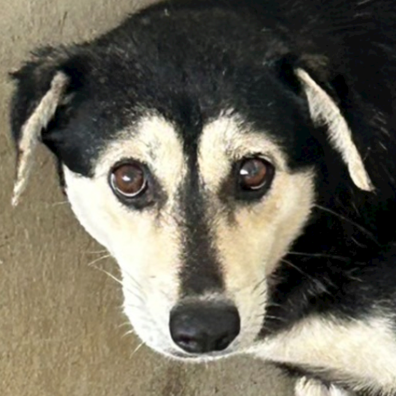 澎湖縣流浪動物收容中心,編號:390897, 混種犬          