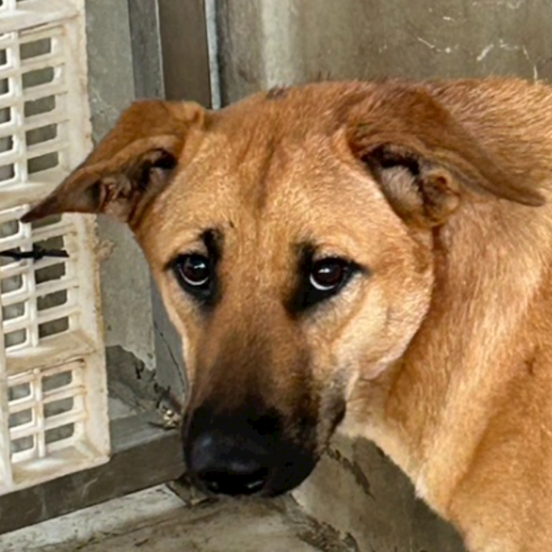 澎湖縣流浪動物收容中心,編號:389541, 混種犬          