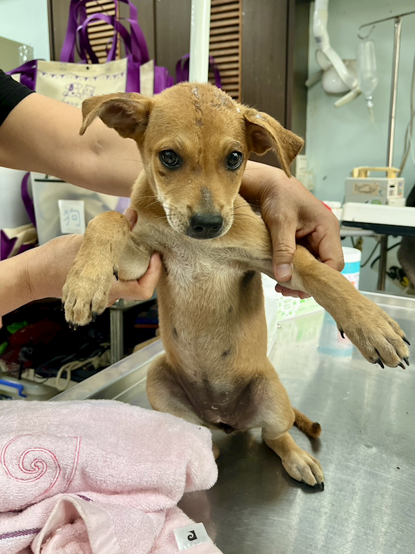 彰化縣流浪狗中途之家,編號:405073, 混種犬          