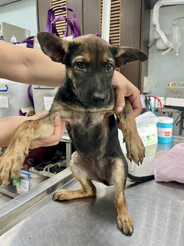 彰化縣流浪狗中途之家,編號:405072, 混種犬          