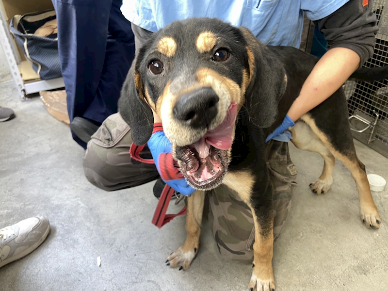 臺北市動物之家,編號:395307, 混種犬          