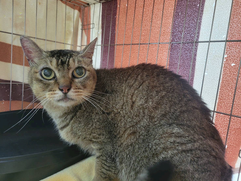 臺北市動物之家,編號:363151, 混種貓                 