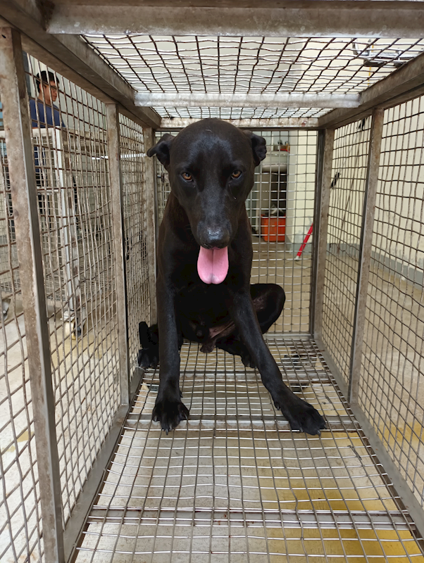 嘉義縣動物保護教育園區,編號:405455, 混種犬          