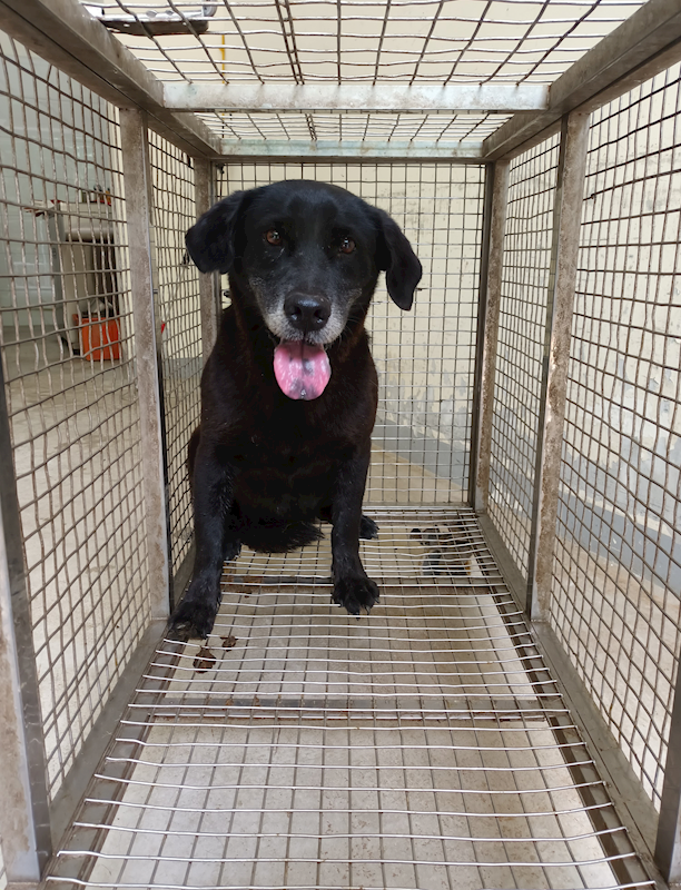 嘉義縣動物保護教育園區,編號:405454, 混種犬          