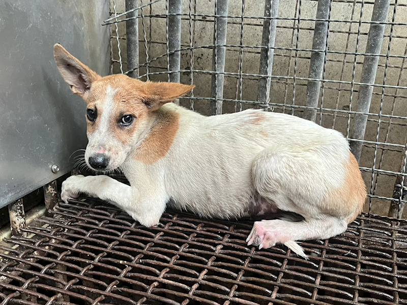 彰化縣流浪狗中途之家,編號:405800, 混種犬          