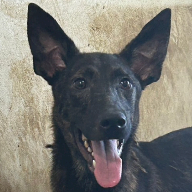 澎湖縣流浪動物收容中心,編號:339638, 混種犬          