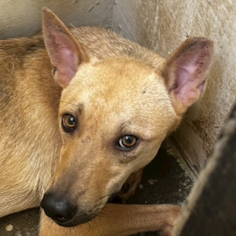 澎湖縣流浪動物收容中心,編號:320952, 混種犬          