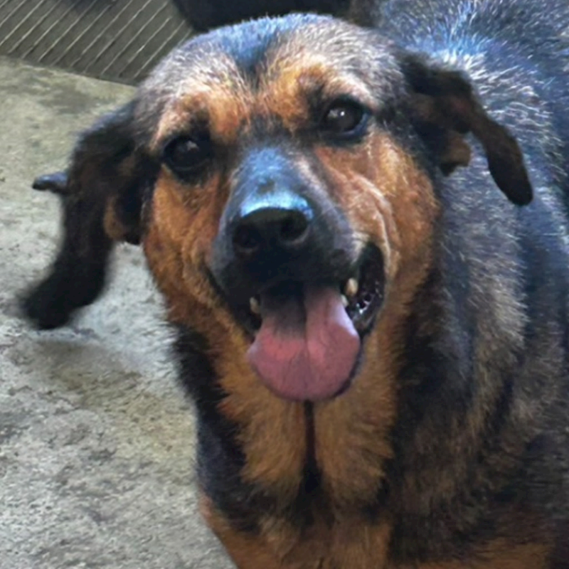 澎湖縣流浪動物收容中心,編號:186529, 混種犬          