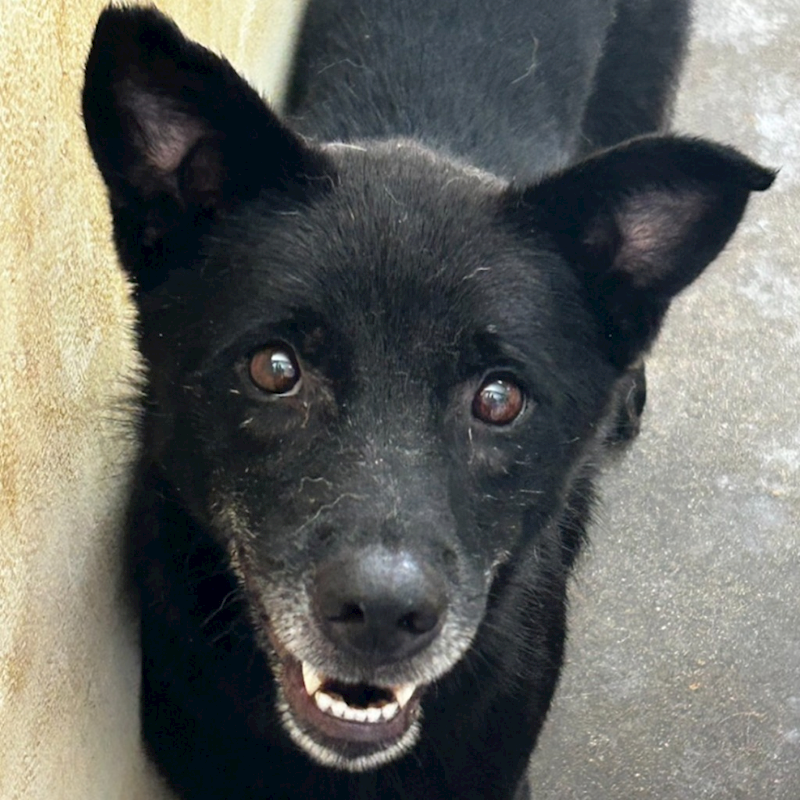 澎湖縣流浪動物收容中心,編號:201835, 混種犬          