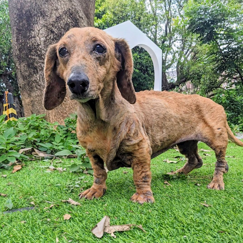 新竹縣動物保護教育園區,編號:405007, 臘腸犬