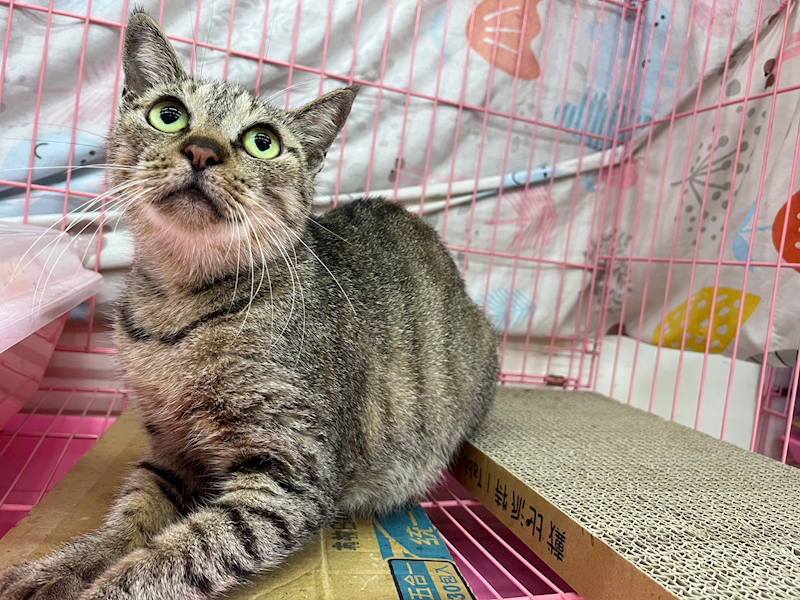 臺北市動物之家,編號:326171, 混種貓                 