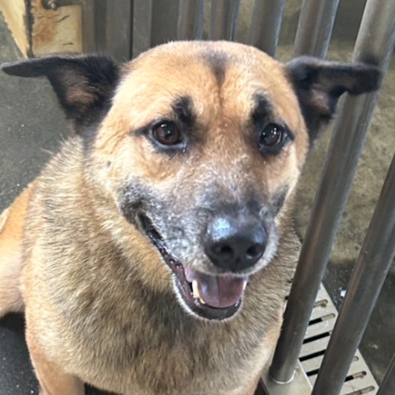 澎湖縣流浪動物收容中心,編號:188382, 混種犬          