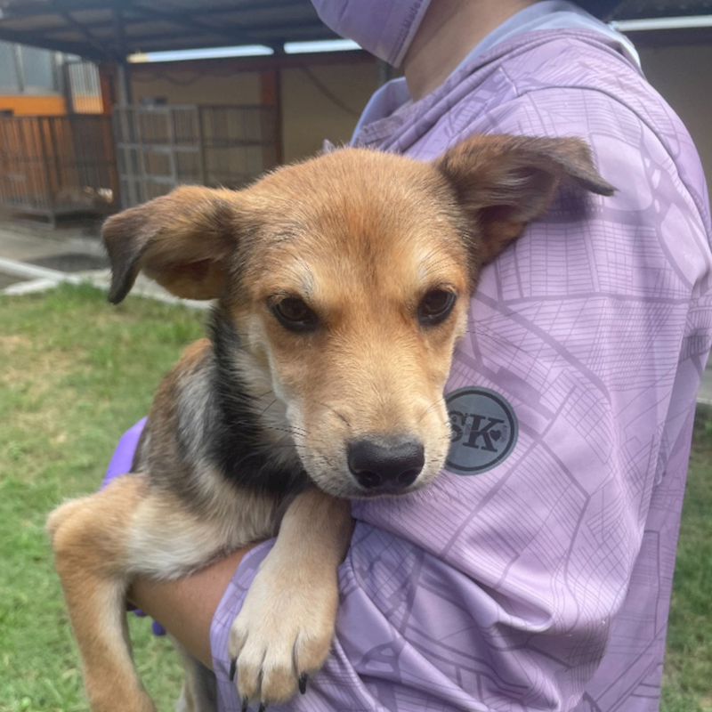 澎湖縣流浪動物收容中心,編號:362391, 混種犬          