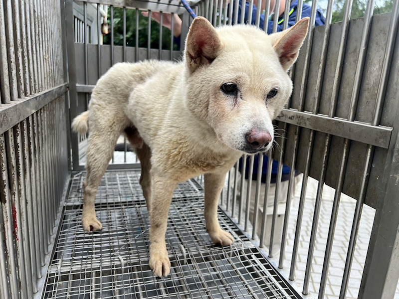 桃園市動物保護教育園區,編號:407453, 柴犬                  