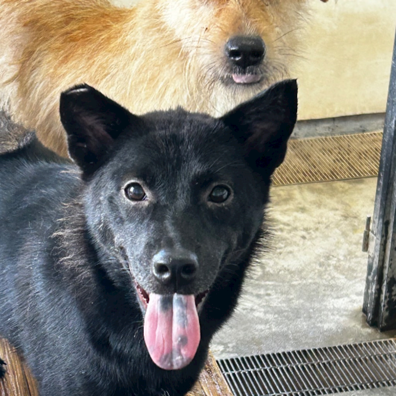 澎湖縣流浪動物收容中心,編號:334526, 混種犬          