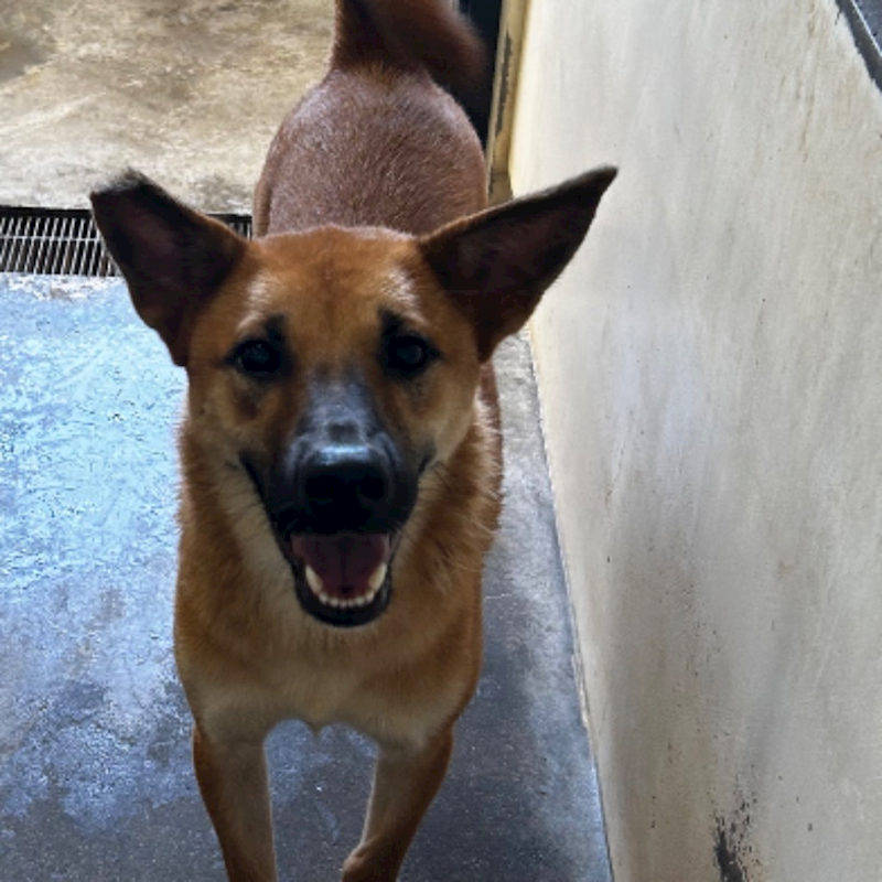 澎湖縣流浪動物收容中心,編號:295840, 混種犬          