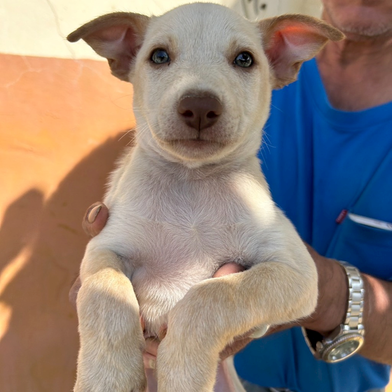 澎湖縣流浪動物收容中心,編號:335080, 混種犬          