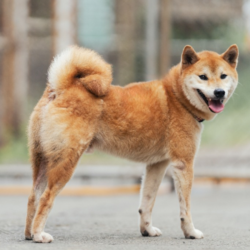 新北市淡水區公立動物之家,編號:373500, 柴犬                  