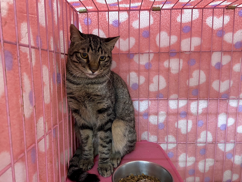 臺北市動物之家,編號:384588, 混種貓                 