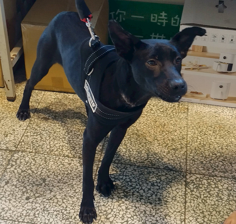 桃園市動物保護教育園區,編號:342781, 混種犬          