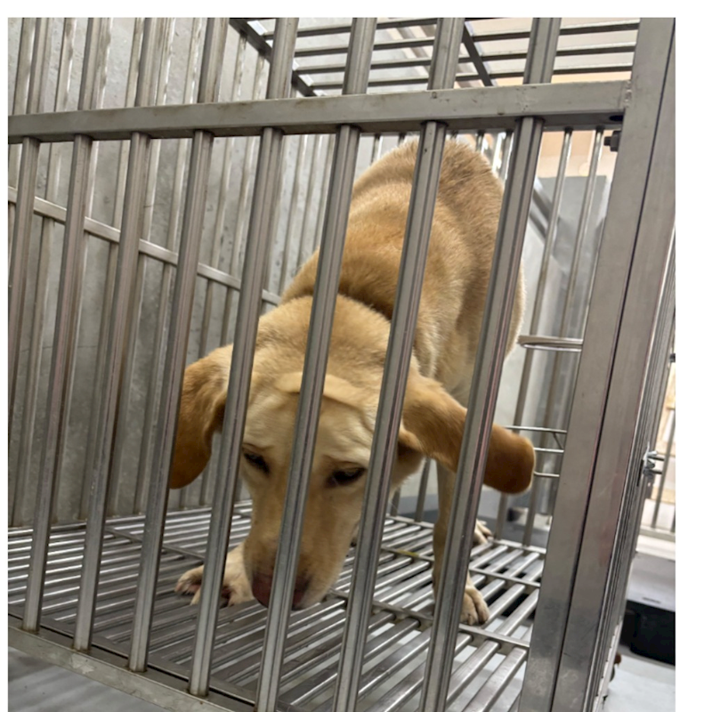 基隆市寵物銀行,編號:387883, 混種犬          