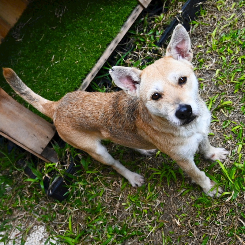 花蓮縣狗貓躍動園區,編號:340499, 混種犬          
