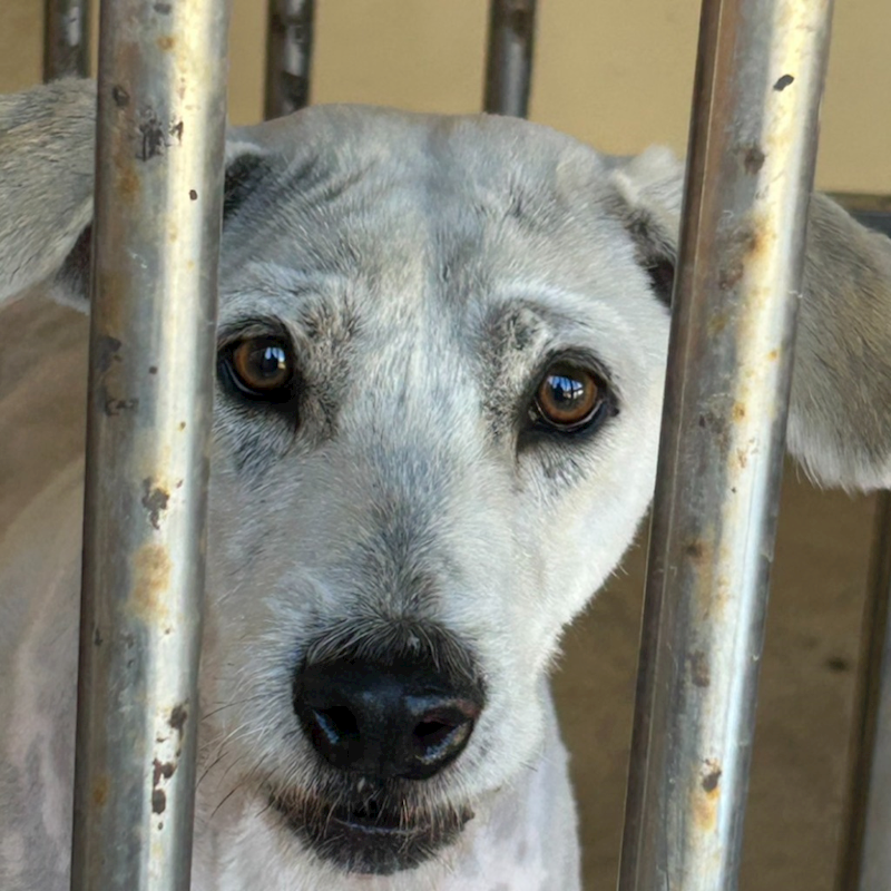 澎湖縣流浪動物收容中心,編號:388106, 混種犬          