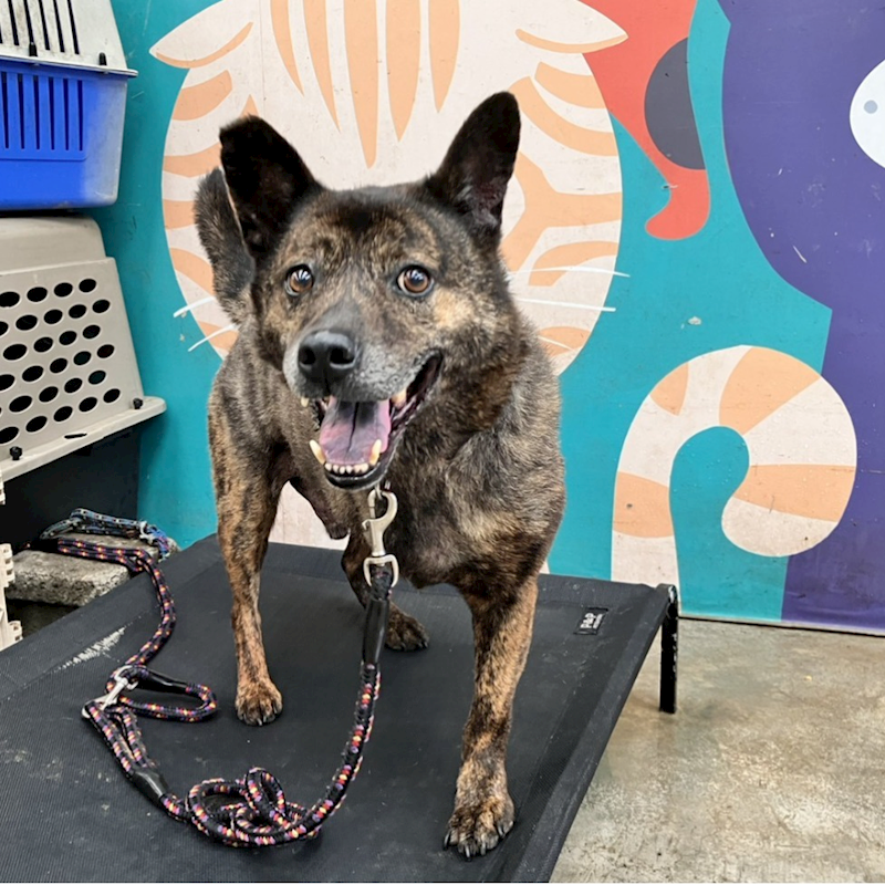 新北市新店區公立動物之家,編號:178540, 混種犬          