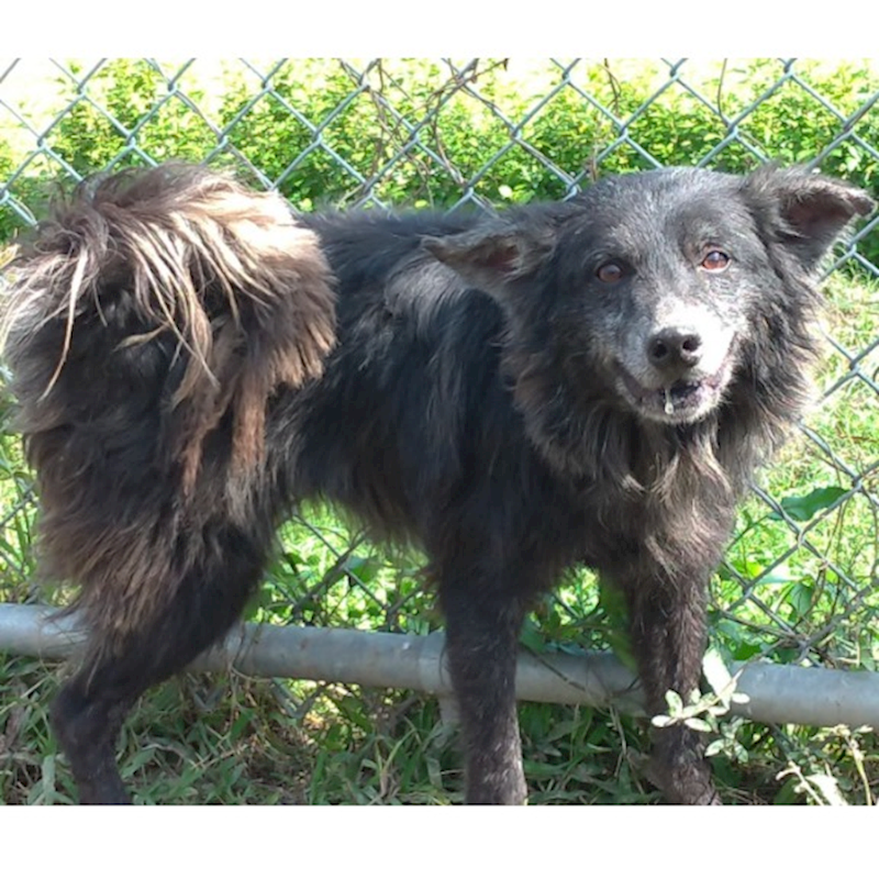 臺北市動物之家,編號:227720, 混種犬          