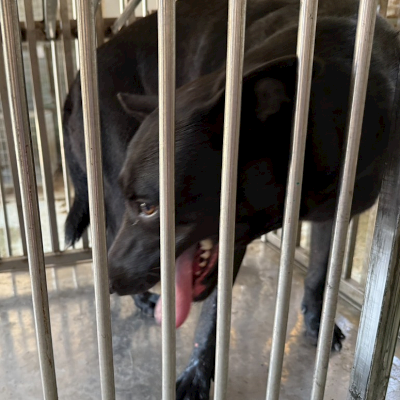 臺南市動物之家善化站,編號:409165, 混種犬          