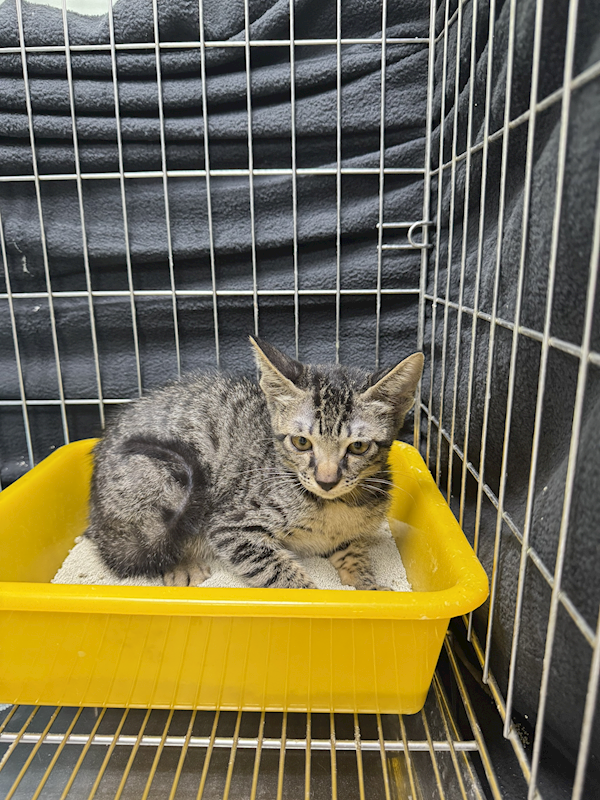 新北市八里區公立動物之家,編號:409394, 混種貓                 