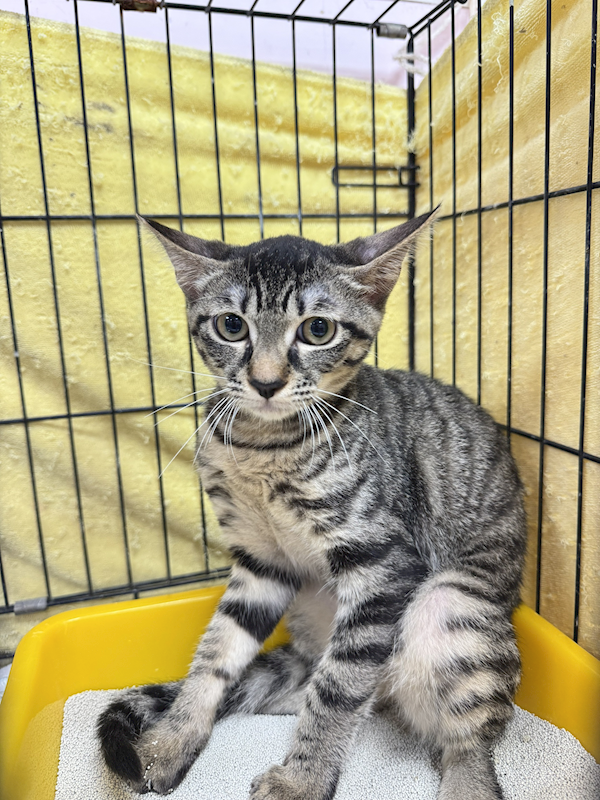 新北市八里區公立動物之家,編號:409393, 混種貓                 