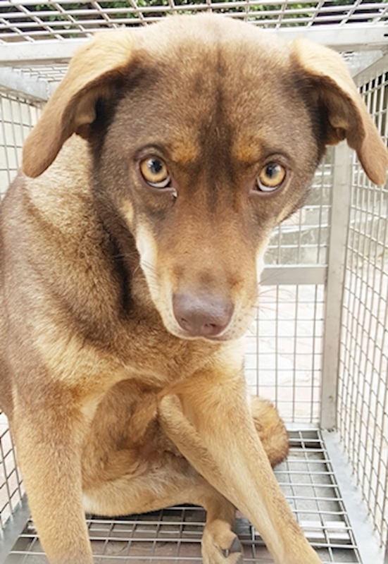 臺中市動物之家南屯園區,編號:395286, 混種犬          