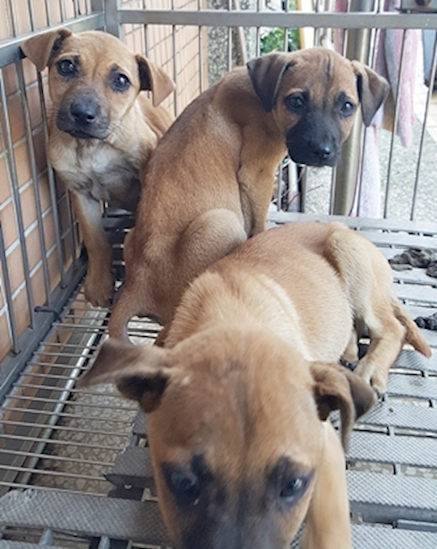 臺中市動物之家南屯園區,編號:397457, 混種犬          