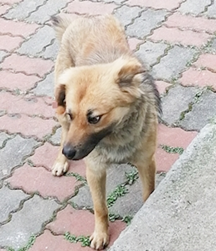 臺中市動物之家南屯園區,編號:401003, 混種犬          