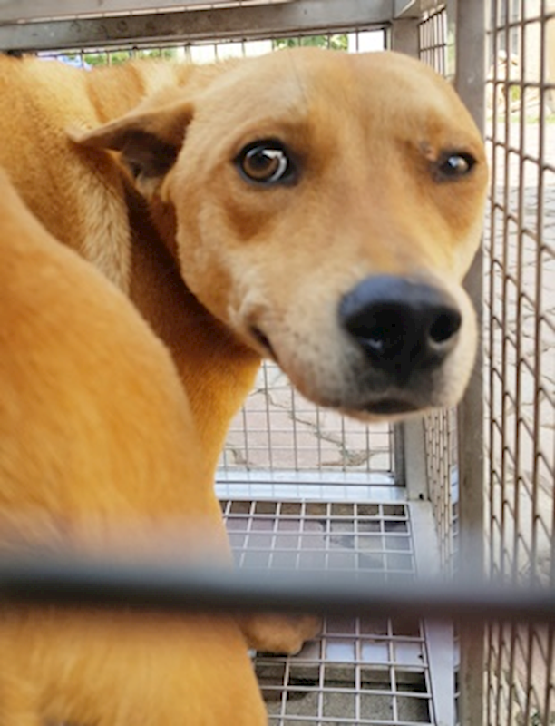 臺中市動物之家南屯園區,編號:401459, 混種犬          
