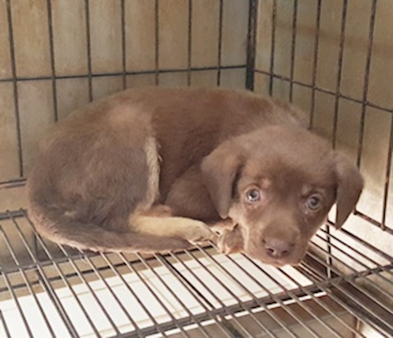 臺中市動物之家南屯園區,編號:401879, 混種犬          