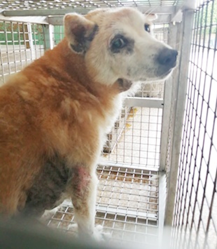 臺中市動物之家南屯園區,編號:404384, 柴犬                  