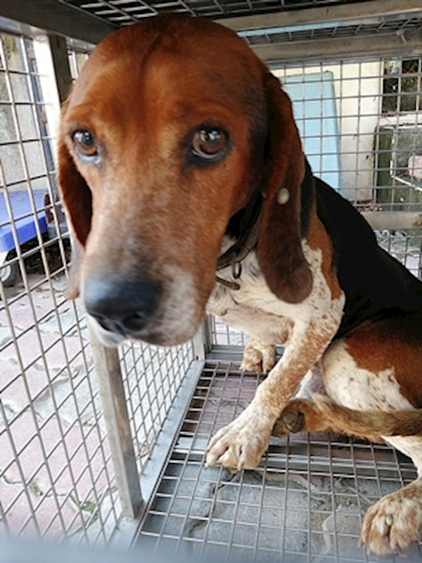 臺中市動物之家南屯園區,編號:405479, 米格魯犬