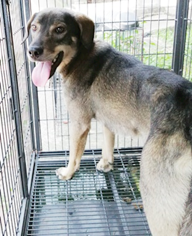臺中市動物之家南屯園區,編號:406255, 混種犬          