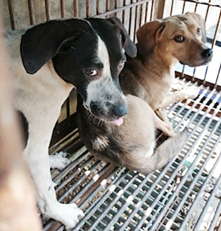 臺中市動物之家南屯園區,編號:406259, 混種犬          