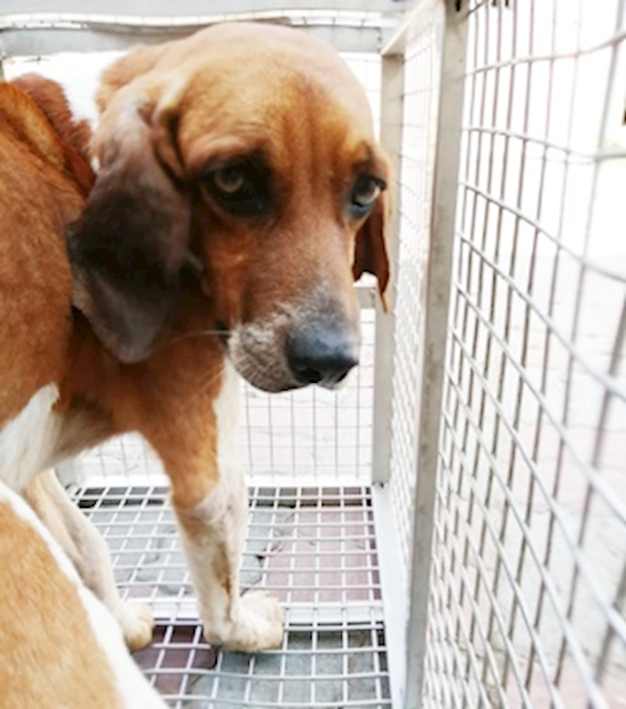 臺中市動物之家南屯園區,編號:406274, 米格魯犬