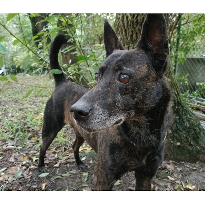 臺北市動物之家,編號:105339, 混種犬          