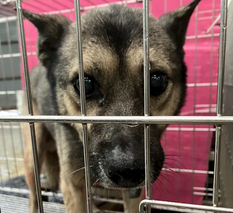 新北市新店區公立動物之家,編號:409531, 混種犬          