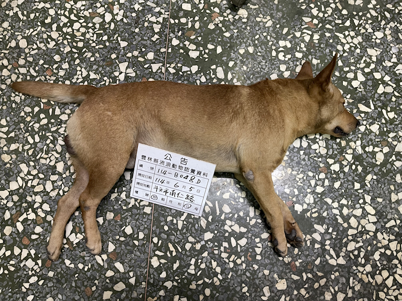 雲林縣流浪動物收容所,編號:408745, 混種犬          