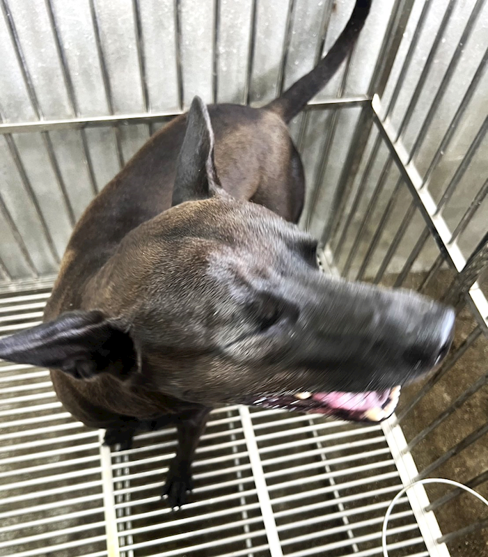 基隆市寵物銀行,編號:366807, 混種犬          